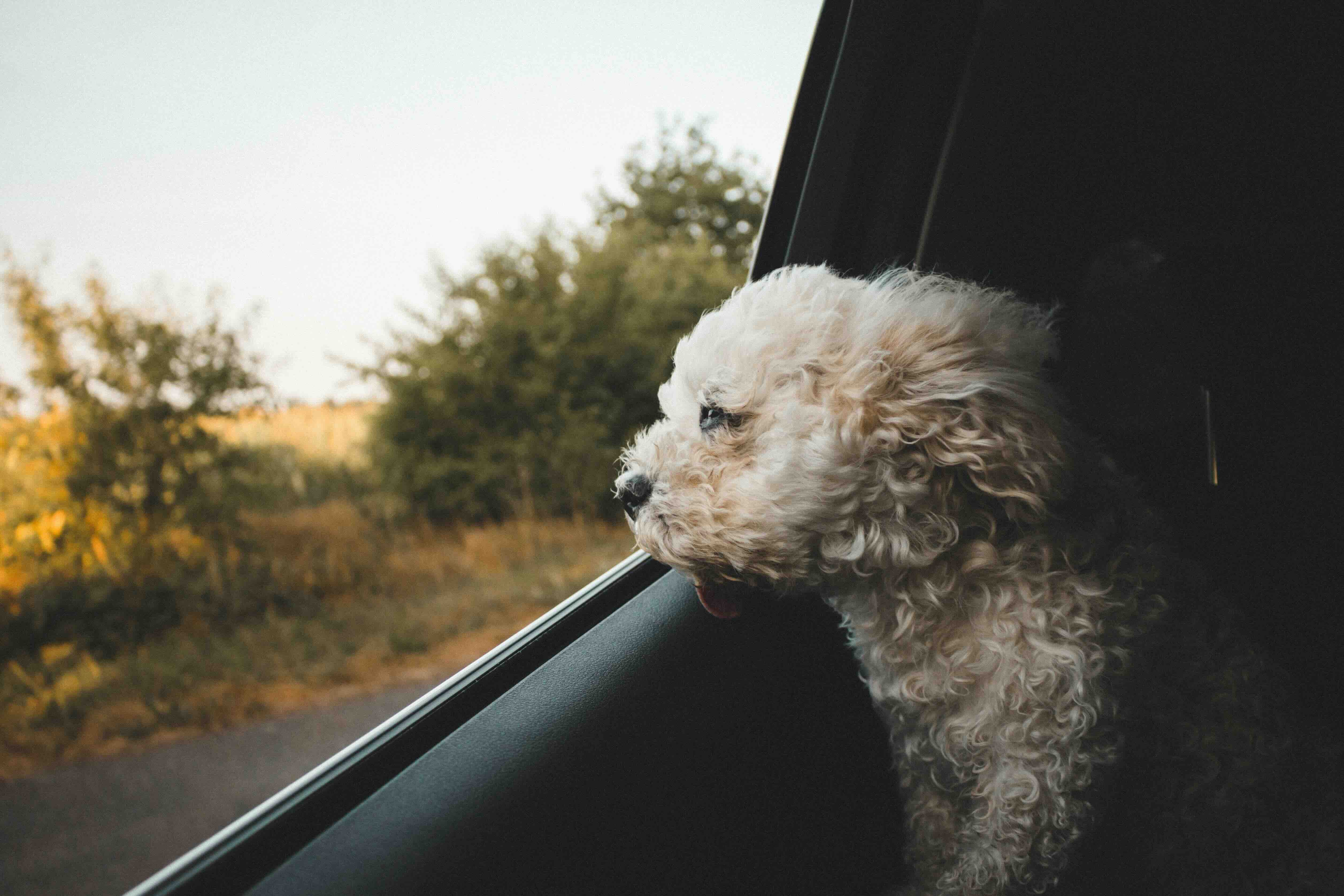 Dog looking out car window